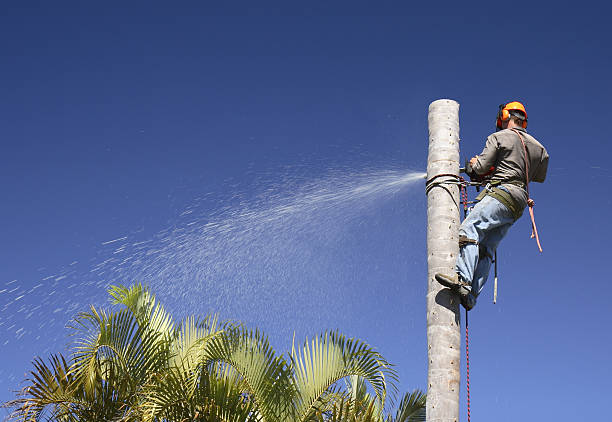 Best Commercial Tree Services  in Stanaford, WV