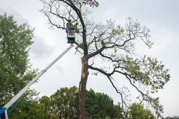 Best Stump Grinding and Removal  in Stanaford, WV